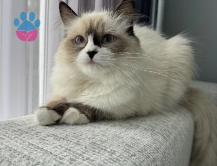 Ragdoll Dişi 8 Aylık Kızgınlıkta