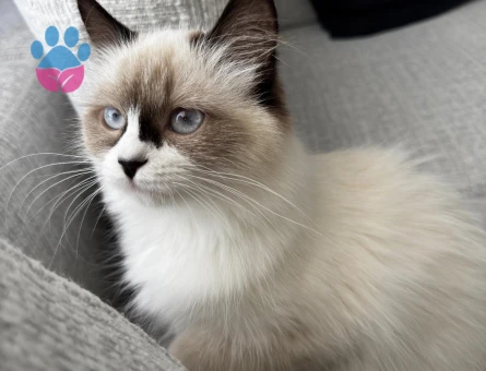 Ragdoll Dişi 8 Aylık Kızgınlıkta