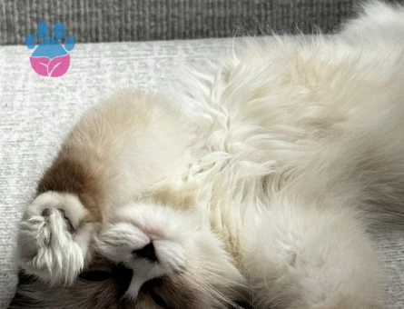 Ragdoll Dişi 8 Aylık Kızgınlıkta
