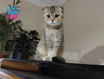 Kedimize British Cinsi Damat Arıyoruz