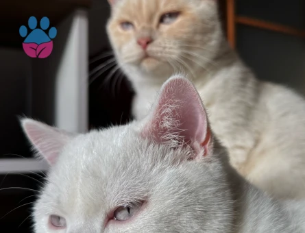 2 Adet British Erkek Kedilerim İçin Eş Arıyorum