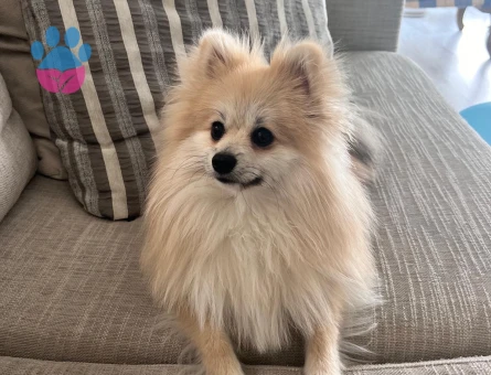 İzmir/Güzelbahçe Erkek Pomerian Secereli 1 Yaşında