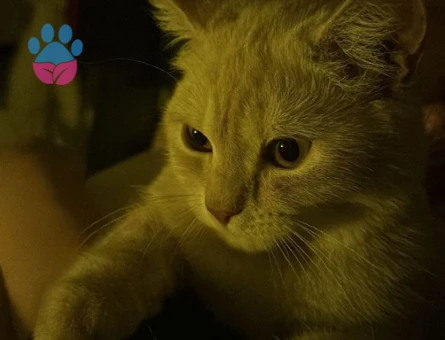 Miloş balıma kociş arıyoruz