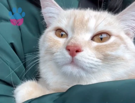 Miloş balıma kociş arıyoruz