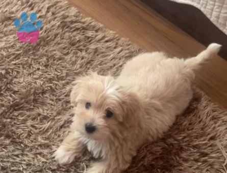 Güzel kızıma eş arıyorum