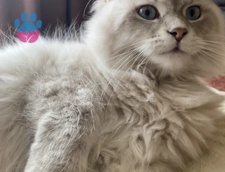 Oğlum için dişi kedi arıyoruz