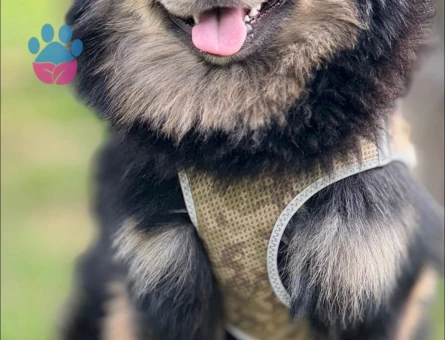 Poomeranian Boo 1 Yaş Eş Arıyorum