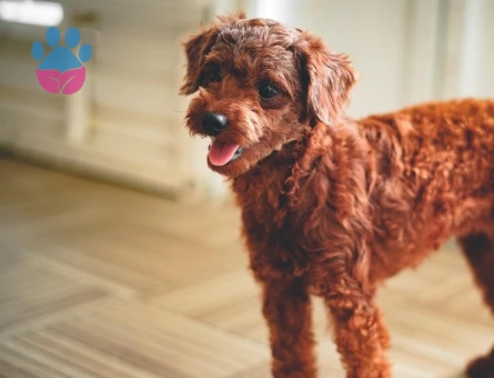 2 yaşındaki toy poodle cinsi cipse dişi eş ariyorum