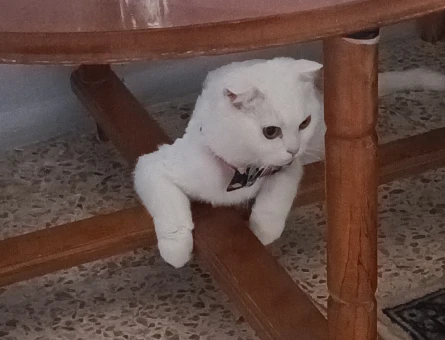 Scottish Fold Kızgınlıkta Eş Arıyoruz - 118984050