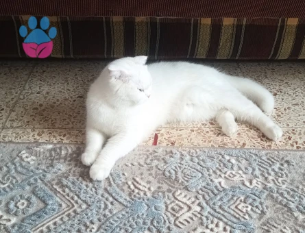 Scottish Fold Kızgınlıkta Eş Arıyoruz