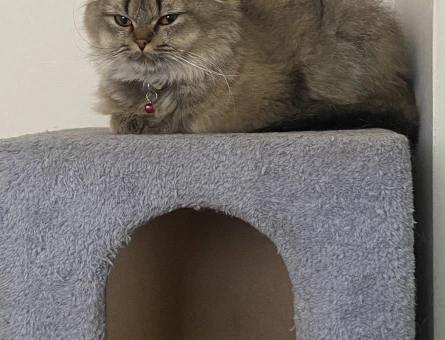 Scottish Fold Dişi Kedime Eş Arıyorum - 118984052