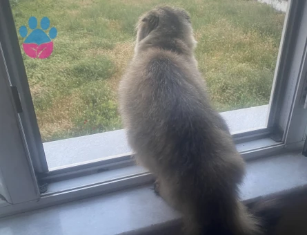 Scottish Fold Dişi Kedime Eş Arıyorum