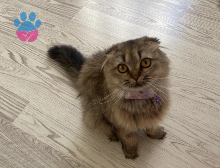 Scottish Fold Dişi Kedime Eş Arıyorum