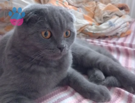 Yakışıklı oğlumuz Tom'a eş arıyoruz!