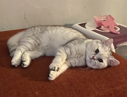 British shorthair cinsi kızıma eş arıyorum - 118984057