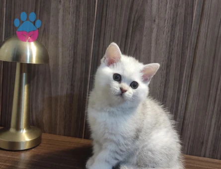British shorthair cinsi kızıma eş arıyorum