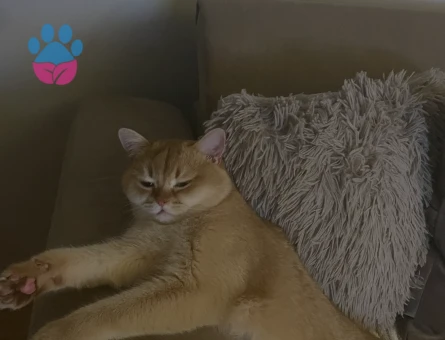 BRI british shorthair golden shaded OY12 (cinemon)