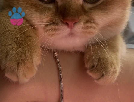 BRI british shorthair golden shaded OY12 (cinemon)