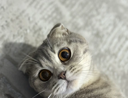 British Shorthair 1 Yaşında Eş Arıyor - 118984060