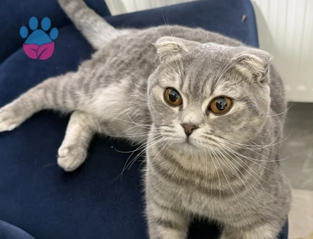 British Shorthair 1 Yaşında Eş Arıyor