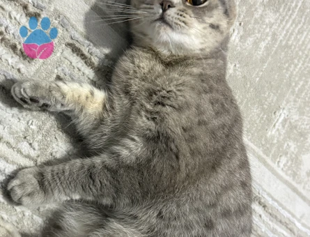 British Shorthair 1 Yaşında Eş Arıyor