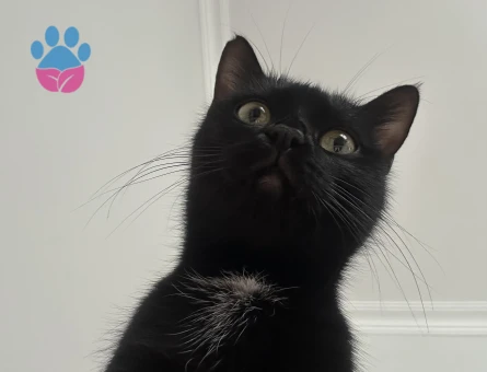 Bombay Shuri için eş arıyorum