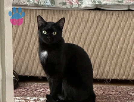 Bombay Shuri için eş arıyorum