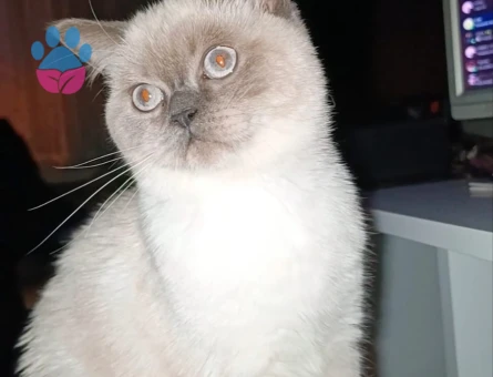 British Shorthair Kedime Eş Arıyorum
