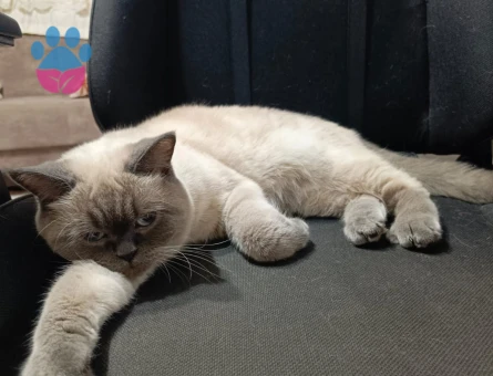 British Shorthair Kedime Eş Arıyorum