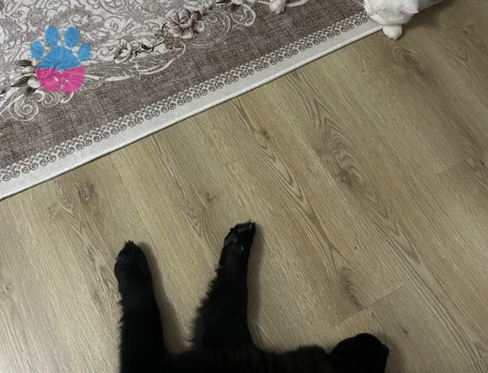 güzel kızım lilith