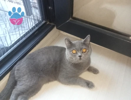 1,5 Yaşında British Kedimize Dışı eş arıyoruz