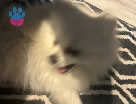 kızgınlık döneminde