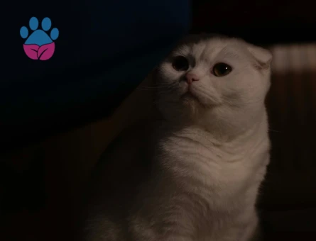 SCOTTISH FOLD dişi kedime eş arıyorum