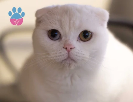 SCOTTISH FOLD dişi kedime eş arıyorum