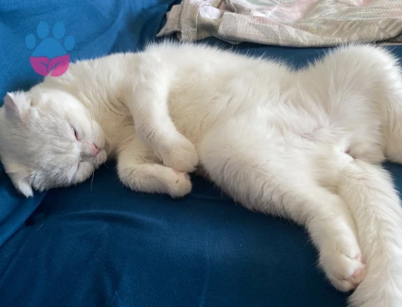 SCOTTISH FOLD dişi kedime eş arıyorum