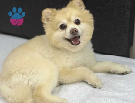 8 Yaşındaki Pomeranian Oğlumuza Eş Arıyoruz
