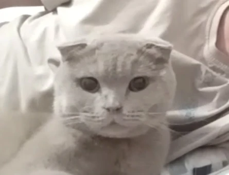 Scottish Fold Kızımız Pera’ya Eş Arıyoruz - 118984357