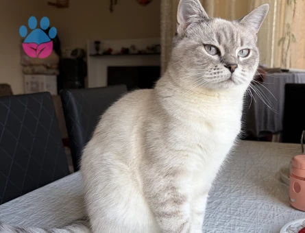 Dişi Kedi British shorthair Bej Renkli Mavi Gözlü