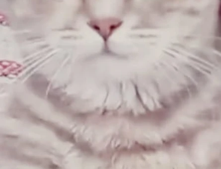 British Shorthair Kızım İlk Annelik Deneyimini Yaşasın - 118984361