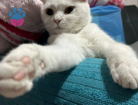 British Shorthair Kızımız Luna için Eş arıyoruz