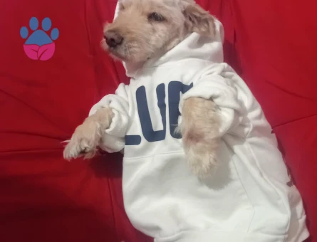 Maltese Terrier Oğlumuz Siya Eş Arıyor - 118984367