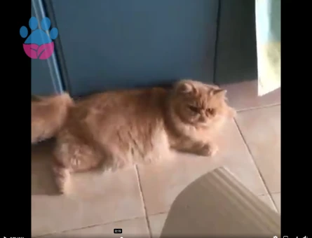 İran Kedisi Oğlum Simba Eş Arıyor