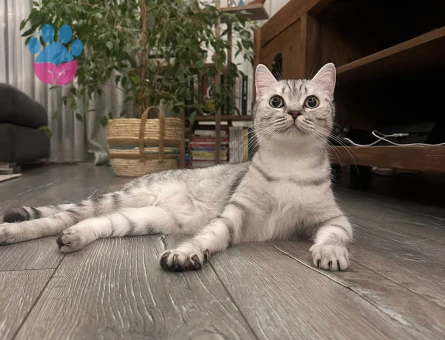 dişi british shortair çiftleştirme