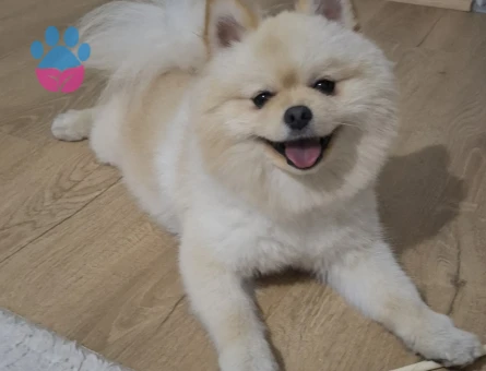 Pomeranian 1 yaşında erkek