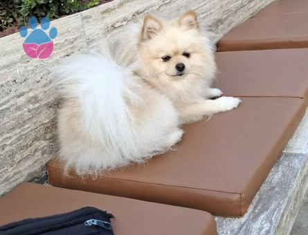 Pomeranian 1 yaşında erkek