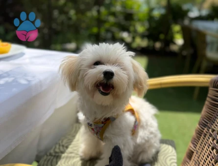 Maltese Terrier Kızıma uygun eş arıyoruz - 118984678