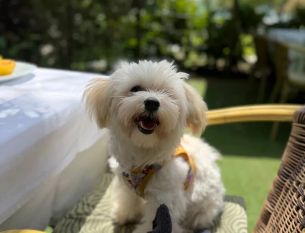 Maltese Terrier Kızıma uygun eş arıyoruz - 118984678