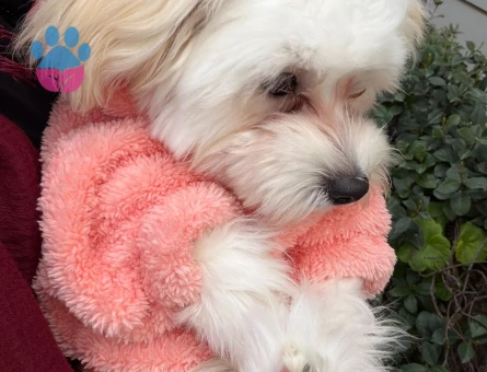 Maltese Terrier Kızıma uygun eş arıyoruz