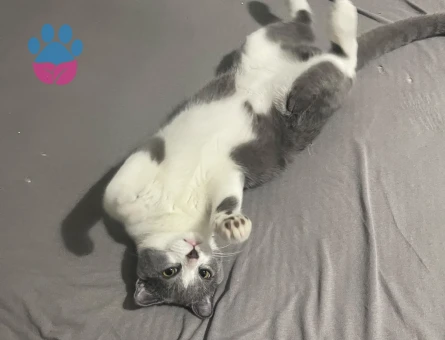 Scottish Fold Kedime Eş Arıyoruz - 118984680