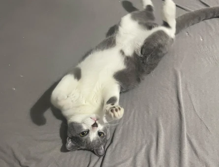Scottish Fold Kedime Eş Arıyoruz - 118984680